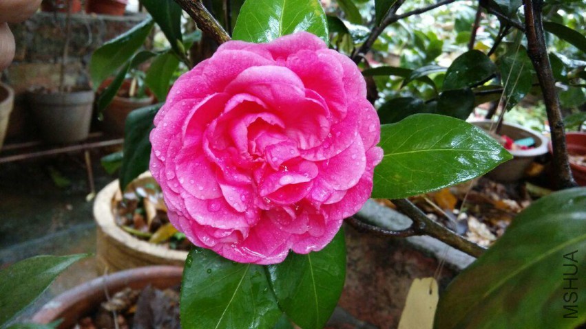 p12sb.jpg