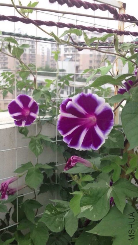 QQͼƬ20150324171753.jpg