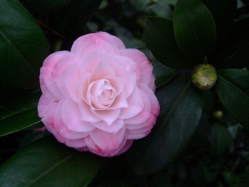 ������ 2015-3-23 008w.jpg