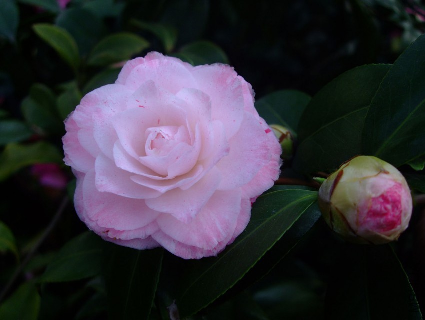 ������ 2015-3-24 003w.jpg