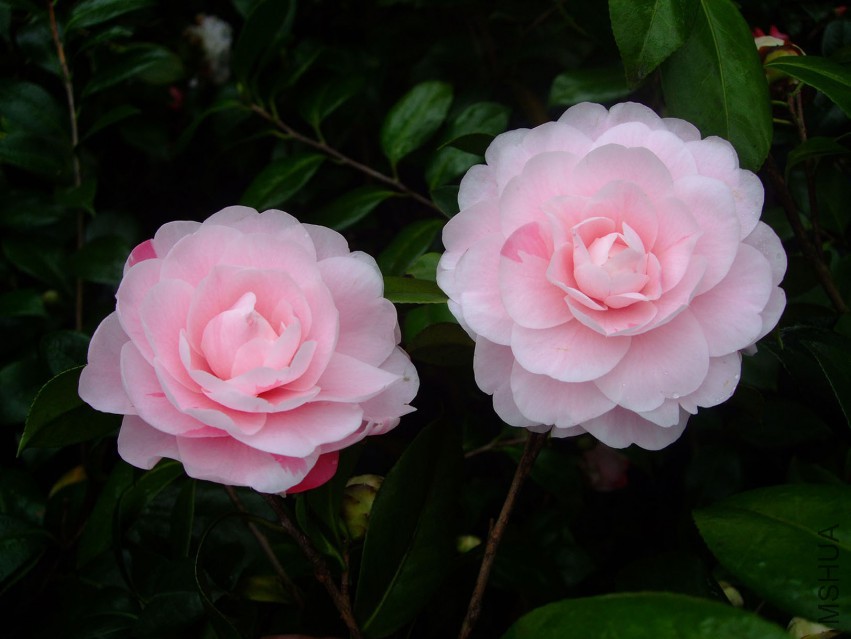 ���� 2015-3-22 032w.jpg