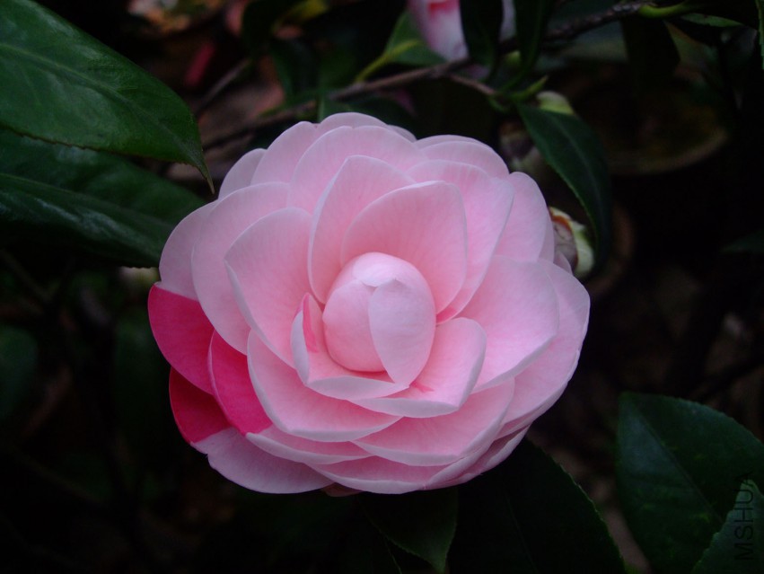 ���� 2015-3-23 014w.jpg