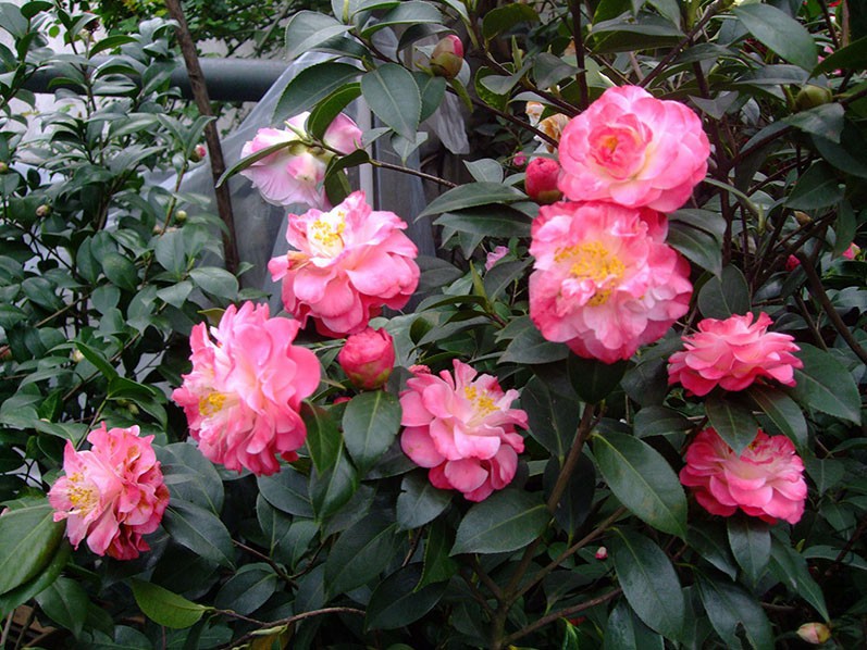 ����ã 2015-3-23 032w.jpg