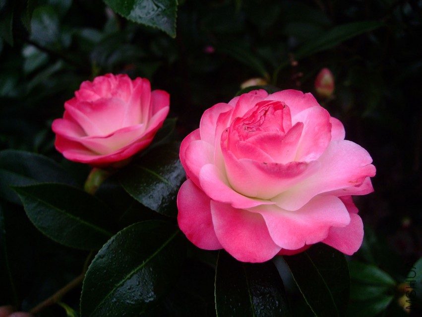 ����ã 2015-3-22-006w.jpg