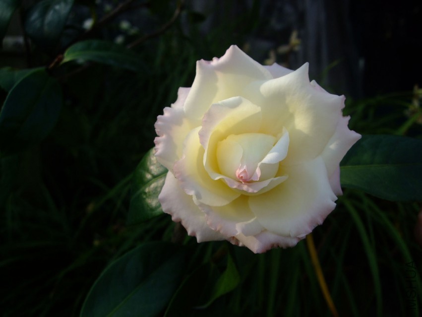 ������ 2015-3-24 012w.jpg