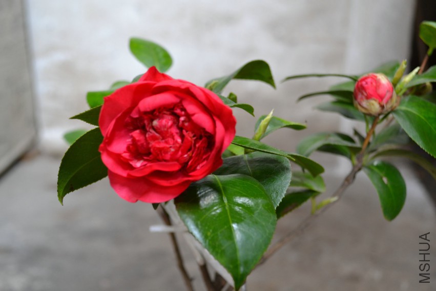 DSC_0917.JPG