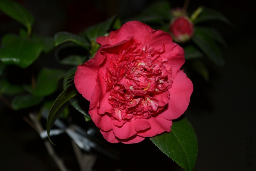 DSC_0919.JPG