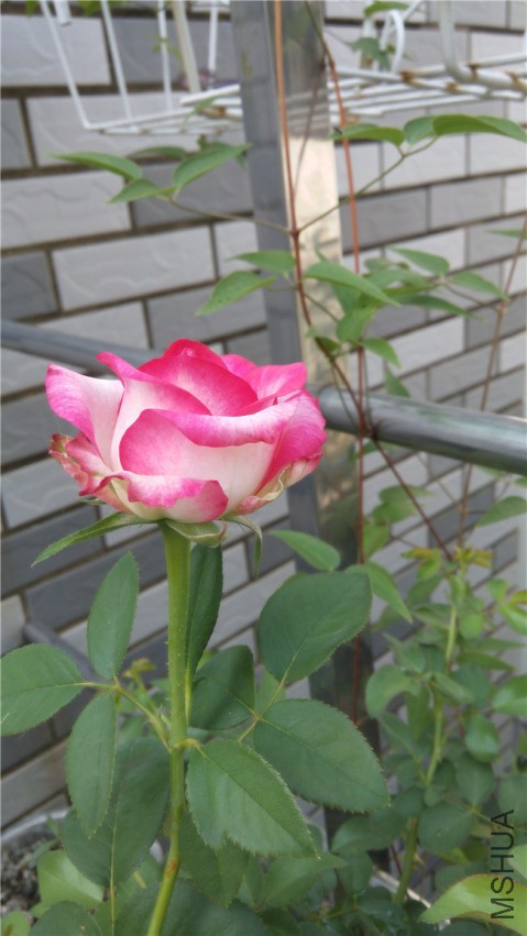 20140805094358.jpg