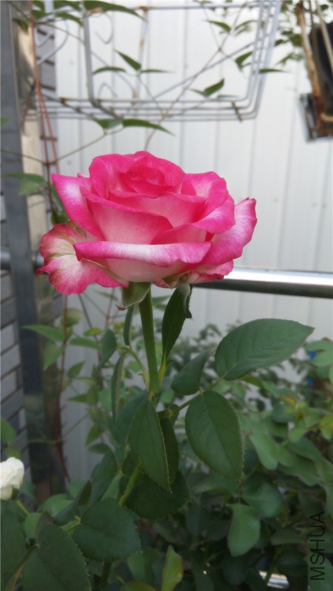 20140806080851.jpg