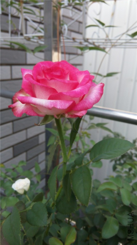 20140806080908.jpg