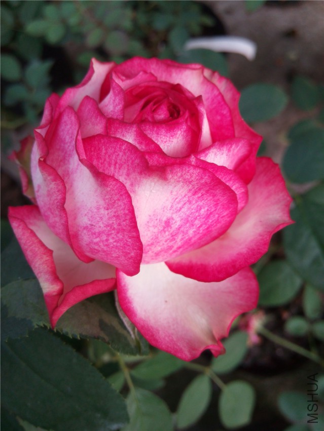20140929084255.jpg