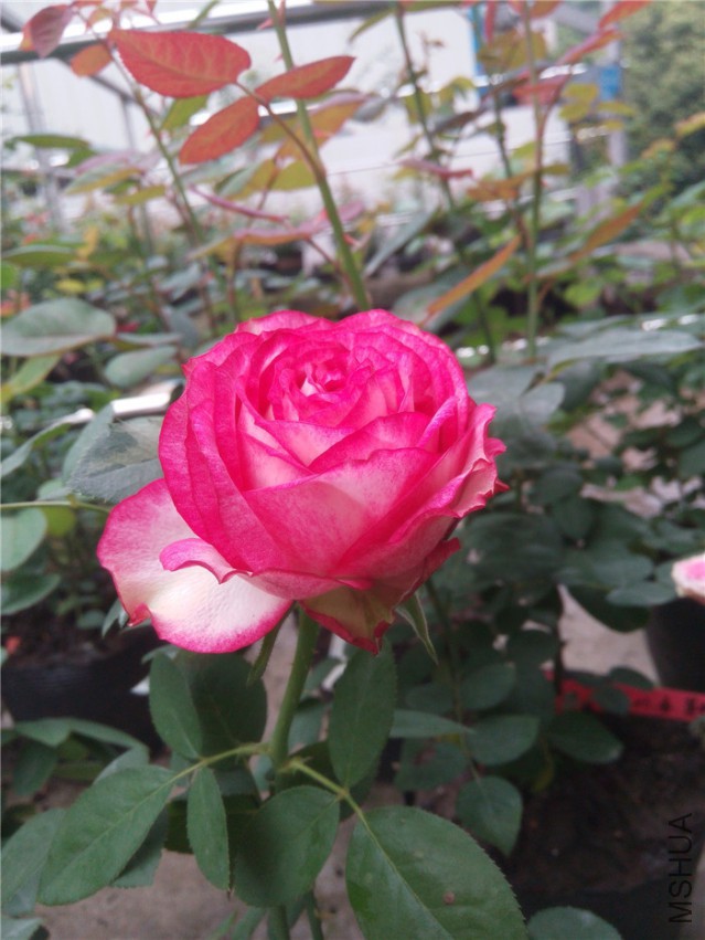 20140930102538.jpg
