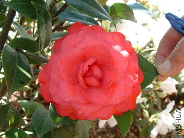 Red Red Rose����õ��.jpg