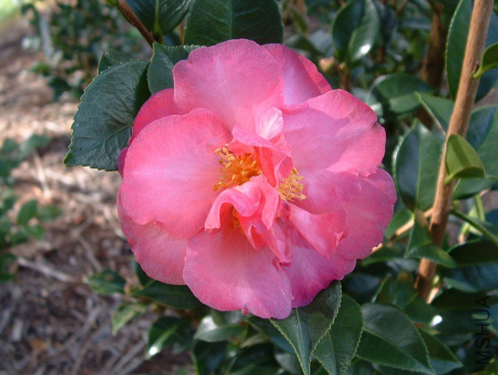 Roseann.jpg