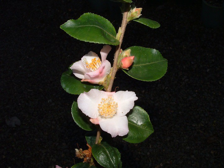 Snow Drop.jpg