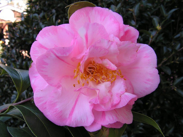 Spring Sonnet��ʫ.jpg