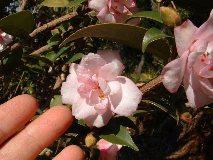 Tiny PrincessС����.jpg