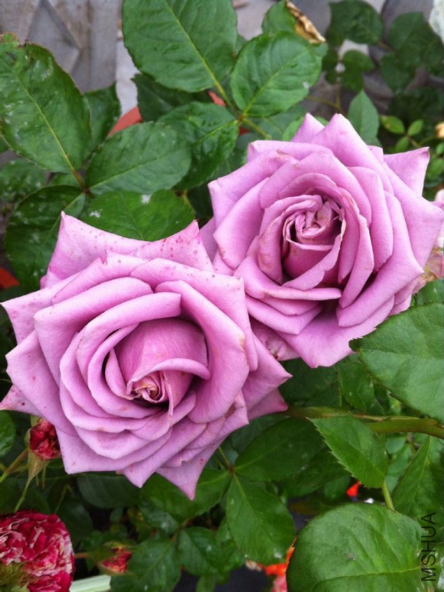 ��ɫ�ʺ�