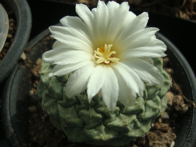 DSC03760.JPG