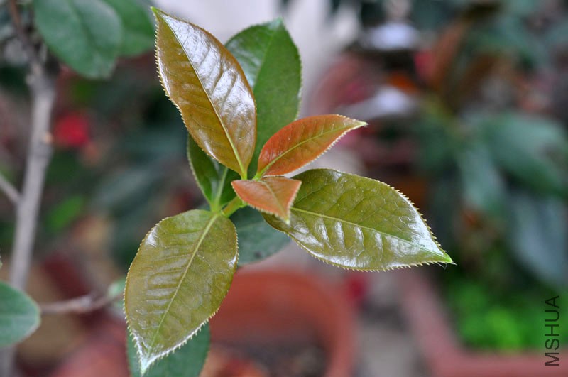 DSC_0616.JPG