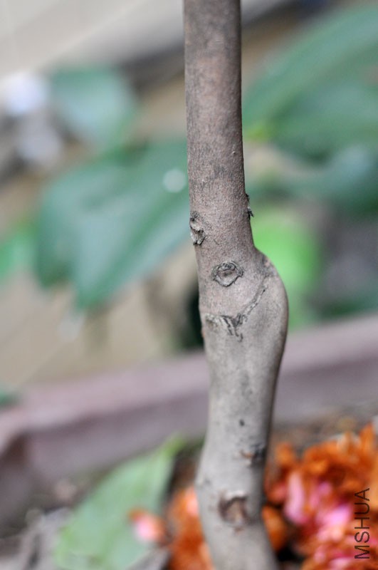 DSC_0656.JPG