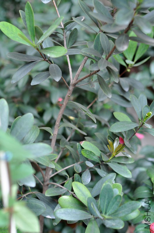 DSC_0658.JPG