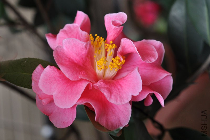 DSC_0645.JPG