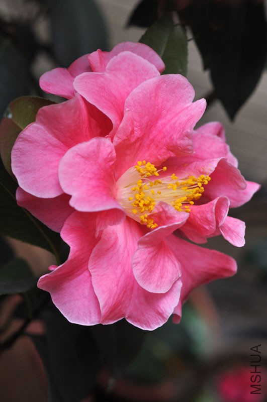 DSC_0646.JPG