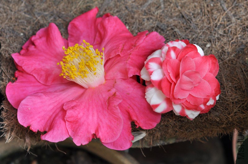 DSC_0652.JPG