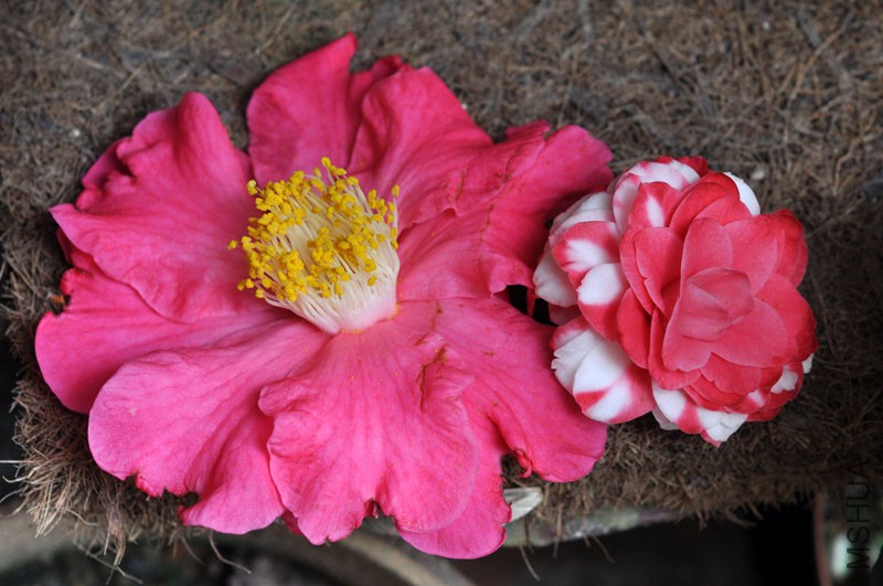DSC_0653.JPG