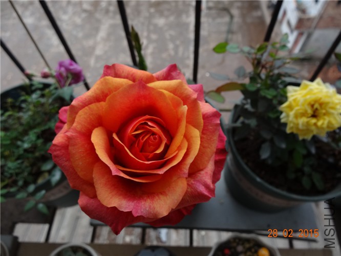DSC06720_����.jpg