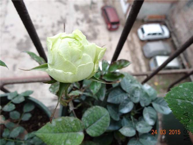 DSC06861_����.jpg