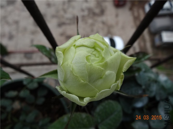 DSC06864_����.jpg