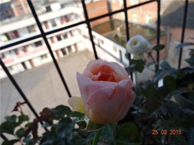 DSC06868_����.jpg