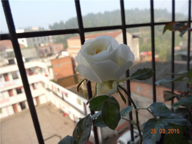 DSC06871_����.jpg