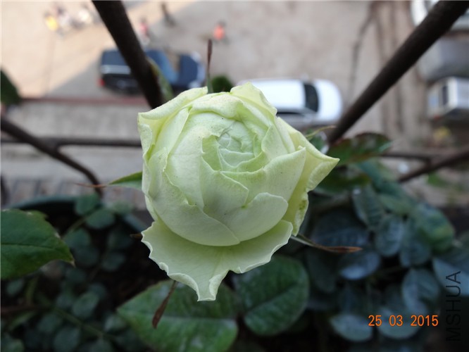 DSC06874_����.jpg