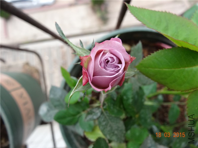 DSC06837_����.jpg