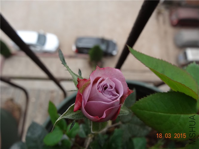 DSC06836_����.jpg