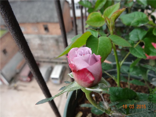 DSC06838_����.jpg