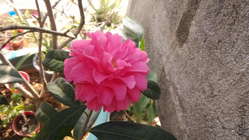 IMG_20150320_143913.jpg