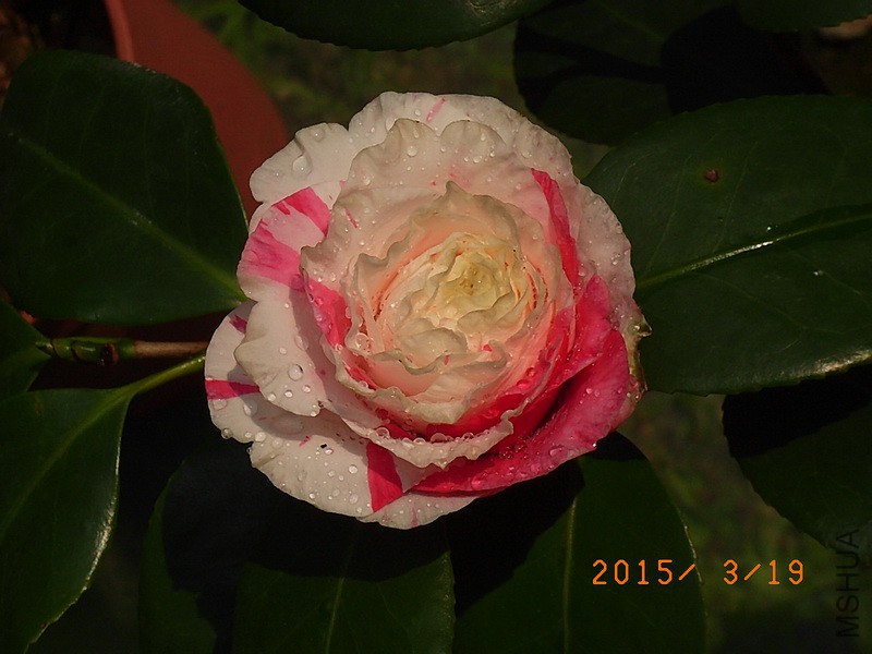 ˮ����ʹa2.jpg