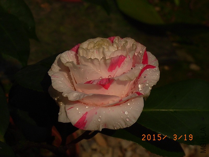 ˮ����ʹa3.jpg