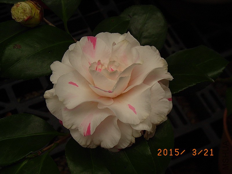 ˮ����ʹa4.jpg
