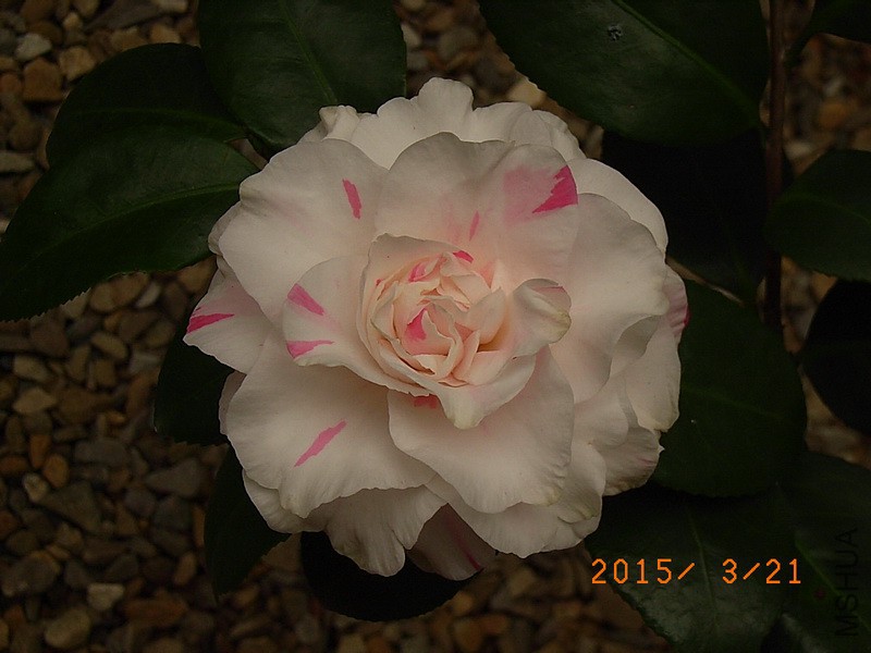 ˮ����ʹa5.jpg