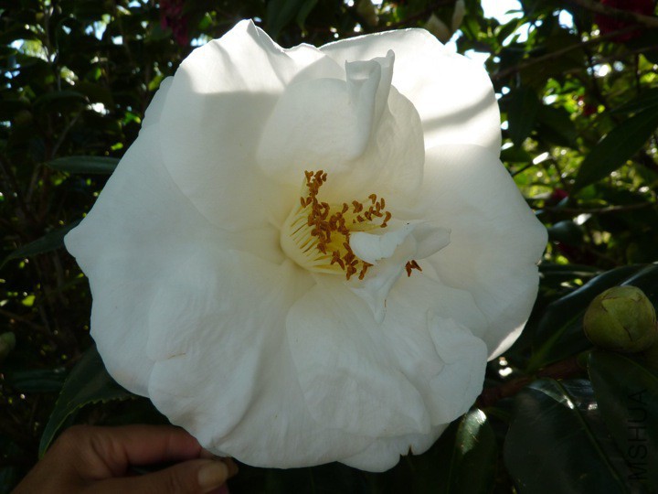 White Nun�����.jpg