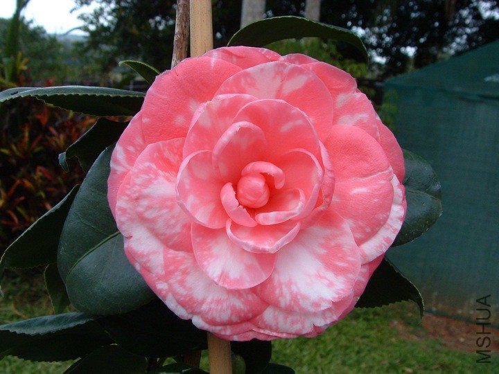 William Bull Variegated.jpg