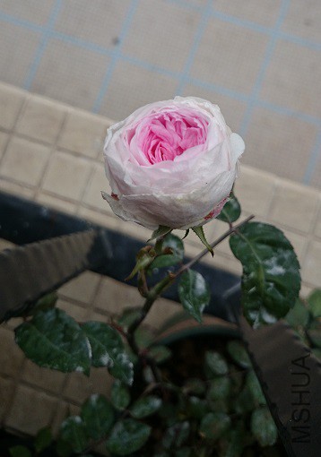 ���ܰ׷۴ݲеķ�ױ¥��ҩ��̫Ũ������Ҳ������