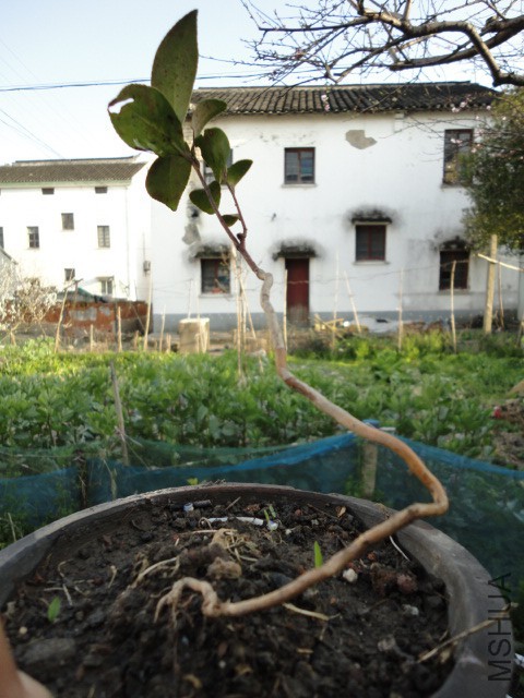 DSC06707.JPG