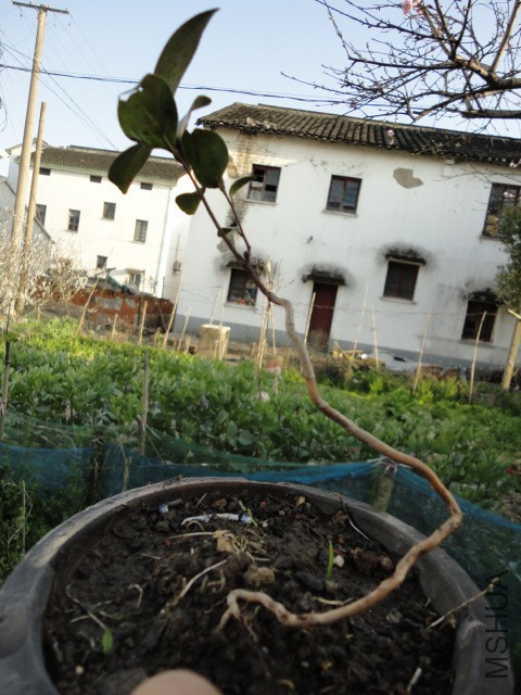 DSC06708.JPG
