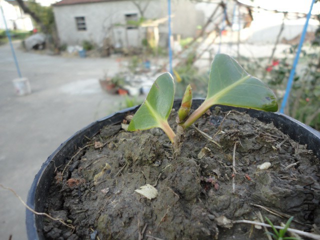 DSC06722.JPG